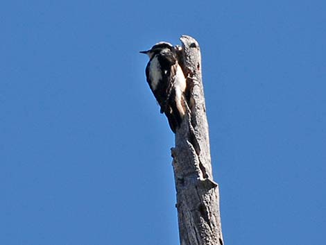 Hairy Woodpecker (Picoides villosus)