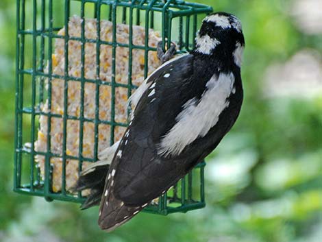 Hairy Woodpecker (Picoides villosus)