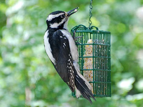 Hairy Woodpecker (Picoides villosus)