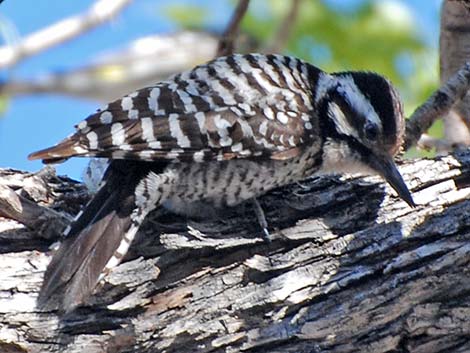 Ladder-backed Woodpecker (Picoides scalaris)