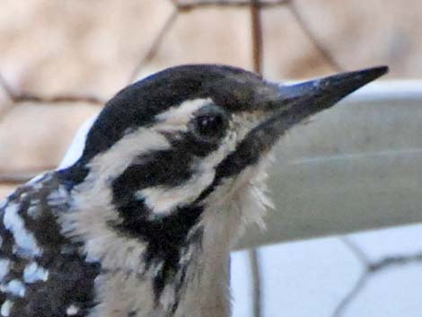 Ladder-backed Woodpecker (Picoides scalaris)