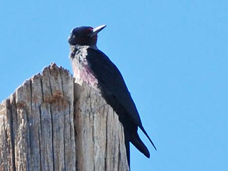 Lewis' Woodpecker (Melanerpes lewis)