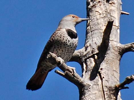 Northern Flicker (Colaptes auratus)