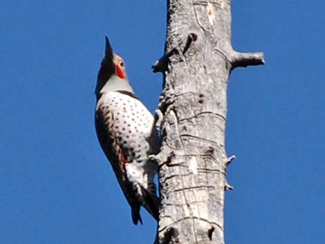 Northern Flicker (Colaptes auratus)