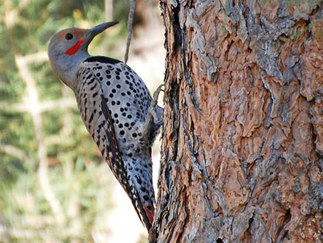 Northern Flicker (Colaptes auratus)