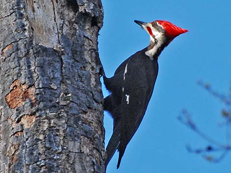 Pileated Woodpecker (Dryocopus pileatus)