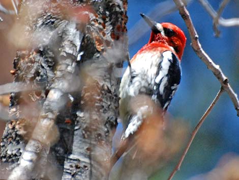 Red-breasted Sapsucker (Sphyrapicus ruber)