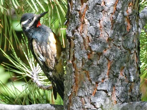 Williamson's Sapsucker (Sphyrapicus thyroideus)