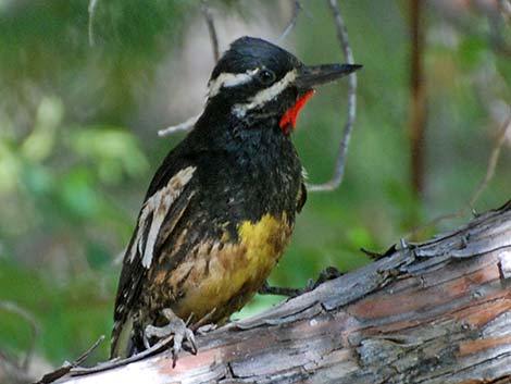 Williamson's Sapsucker (Sphyrapicus thyroideus)