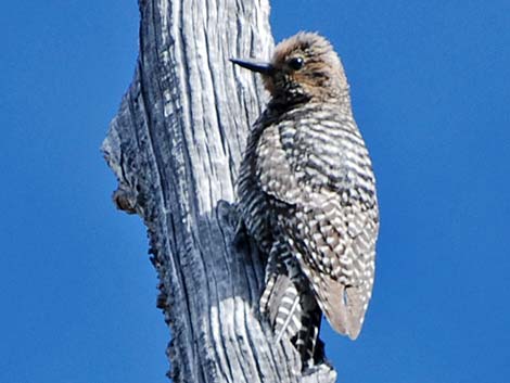 Williamson's Sapsucker (Sphyrapicus thyroideus)