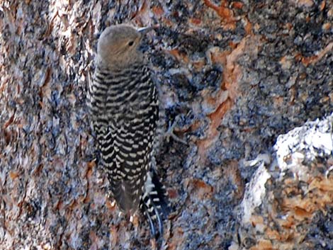 Williamson's Sapsucker (Sphyrapicus thyroideus)