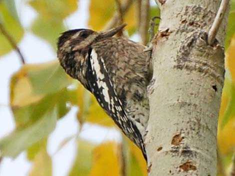 Yellow-bellied Sapsucker (Sphyrapicus varius)