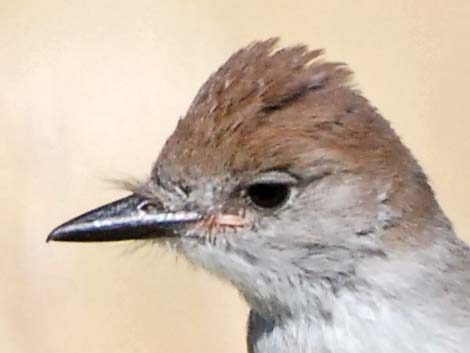 Ash-throated Flycatcher (Myiarchus cinerascens)