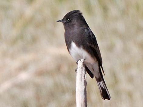 Black Phoebe (Sayornis nigricans)