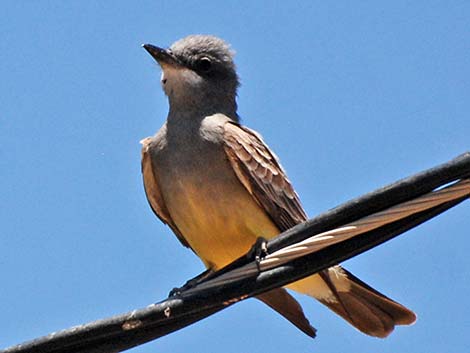 Cassin's Kingbird (Tyrannus vociferans)