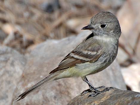 Hammond's Flycatcher (Empidonax hammondii)