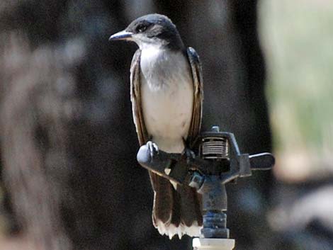 Eastern Kingbird (Tyrannus tyrannus)