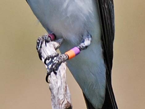 Eastern Kingbird (Tyrannus tyrannus)