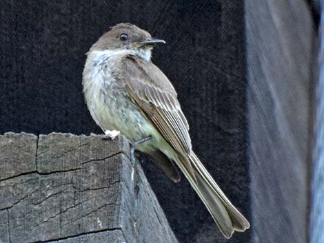 Eastern Phoebe (Sayornis phoebe)