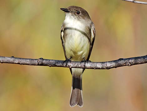 Eastern Phoebe (Sayornis phoebe)