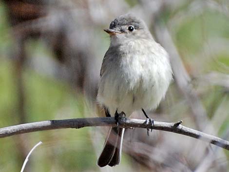 Empidonax Flycatcher (Empidonax sp.)