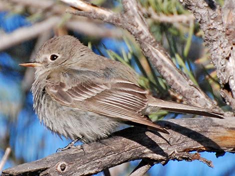 Empidonax Flycatcher (Empidonax sp.)