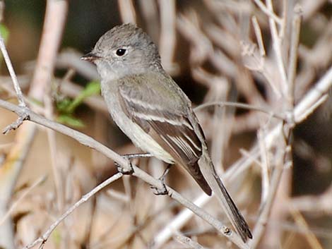 Empidonax Flycatcher (Empidonax spp.)