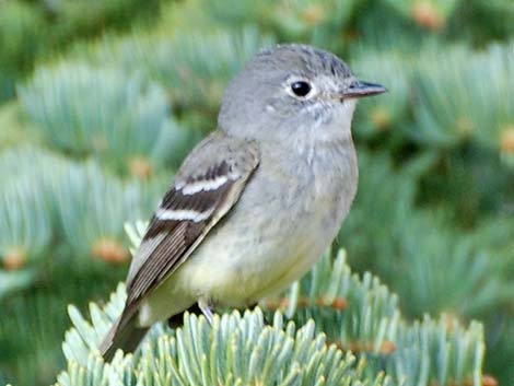 Hammond's Flycatcher (Empidonax hammondii)