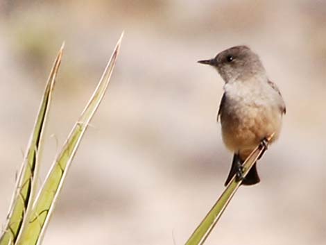 Say's Phoebe (Sayornis saya)