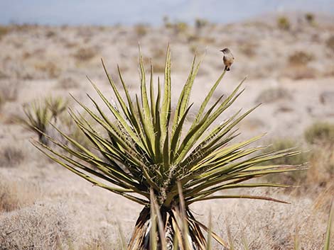 Say's Phoebe (Sayornis saya)