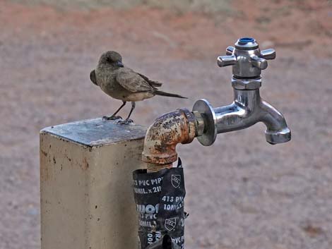 Say's Phoebe (Sayornis saya)