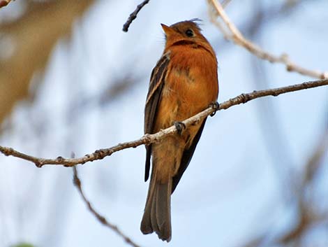 Tufted Flycatchers (Mitrephanes phaeocercus)