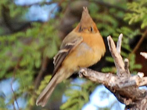 Tufted Flycatchers (Mitrephanes phaeocercus)