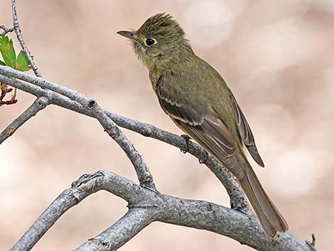 Western Flycatchers (Empidonax difficilis)