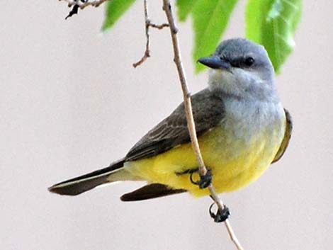 Western Kingbird (Tyrannus verticalis)