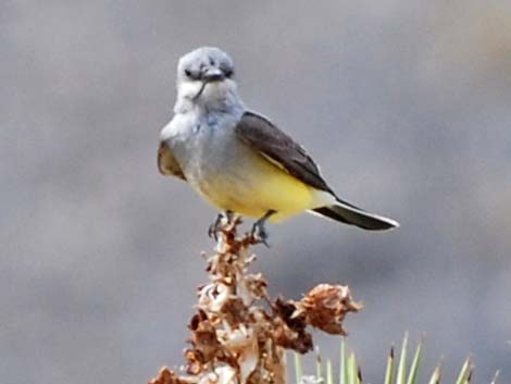 Western Kingbird (Tyrannus verticalis)