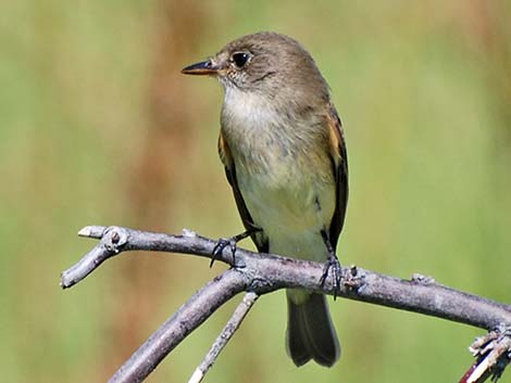 Willow Flycatcher (Empidonax traillii)