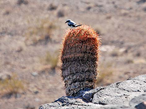 Loggerhead Shrike (Lanius ludovicianus)