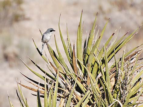 Loggerhead Shrike (Lanius ludovicianus)