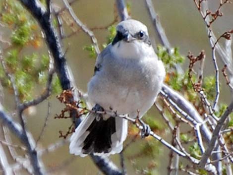 Loggerhead Shrike (Lanius ludovicianus)