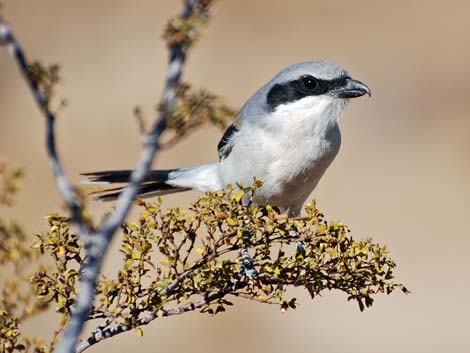 Loggerhead Shrikes (Lanius ludovicianus)