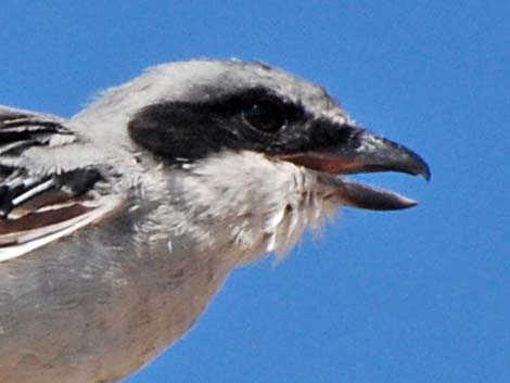 Loggerhead Shrike (Lanius ludovicianus)