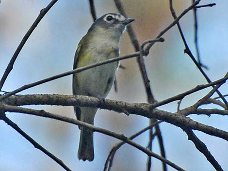 Blue-headed Vireo (Vireo solitarius)