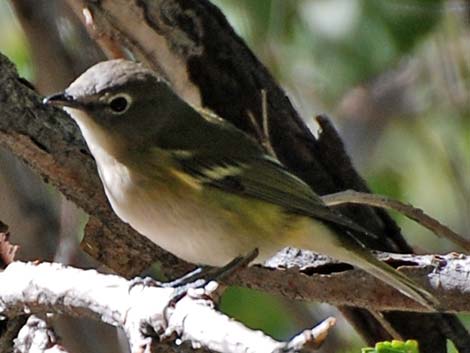 Cassin's Vireo (Vireo cassinii)