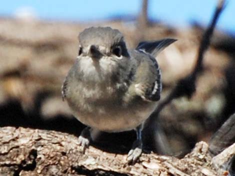 Plumbeous Vireo (Vireo plumbeus)