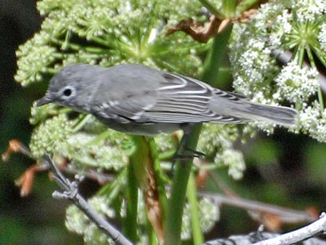 Plumbeous Vireo (Vireo plumbeus)