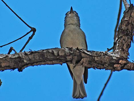 Plumbeous Vireo (Vireo plumbeus)