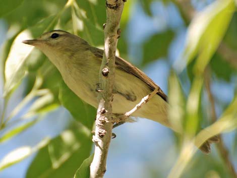 Warbling Vireos (Vireo gilvus)