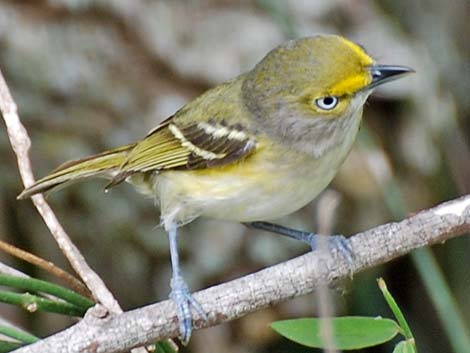 White-eyed Vireo (Vireo griseus)