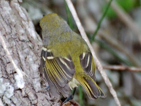 White-eyed Vireo (Vireo griseus)